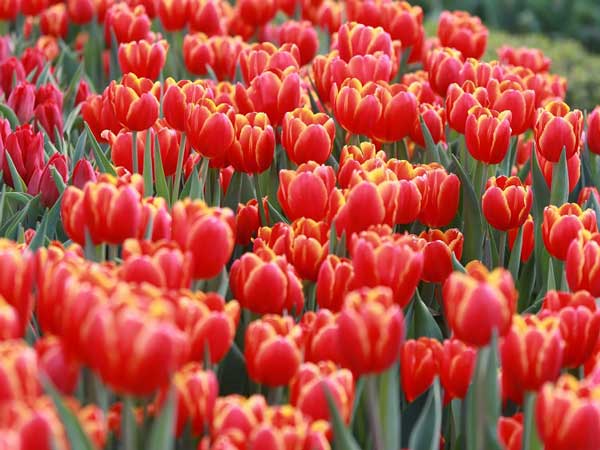 Mơ thấy hoa tulip đánh con gì trúng lớn?