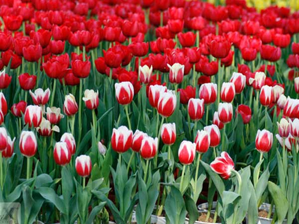 Ngủ mơ thấy hoa tulip tốt hay xấu?