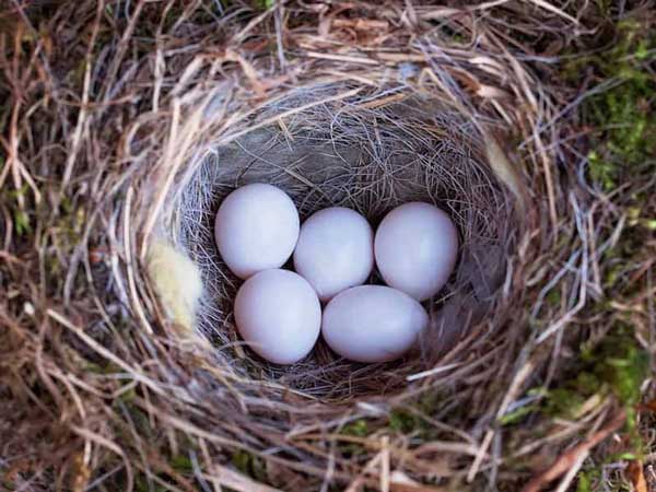 Nằm mơ thấy trứng chim đánh con gì trúng thưởng lớn?