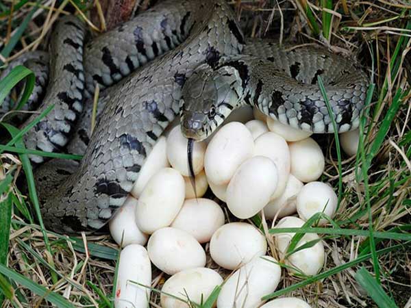 Mơ thấy trứng rắn đánh con gì trúng lớn?
